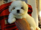 Bichon Maltais LOF pour saillie