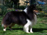 Etalon Berger des Shetland LOF disponible pour saillie
