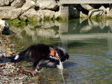 Etalon Berger des Shetland LOF disponible pour saillie