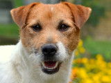 Etalon Jack Russell LOF disponible pour saillie