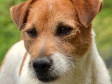 Etalon Jack Russell LOF disponible pour saillie