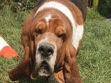 À vendre, chien Basset Hound tricolore âgé de 4 ans (LOF)