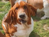 À vendre, chien Basset Hound tricolore âgé de 4 ans (LOF)