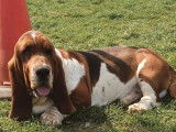 À vendre, chien Basset Hound tricolore âgé de 4 ans (LOF)