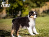 2 chiots Berger Australien à robe tricolore de juin 2021 à acheter (LOF)