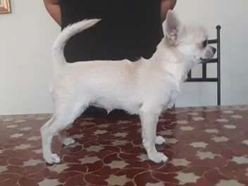 Vente d’une chienne Chihuahua blanche âgée de 3 ans et demi (LOF)