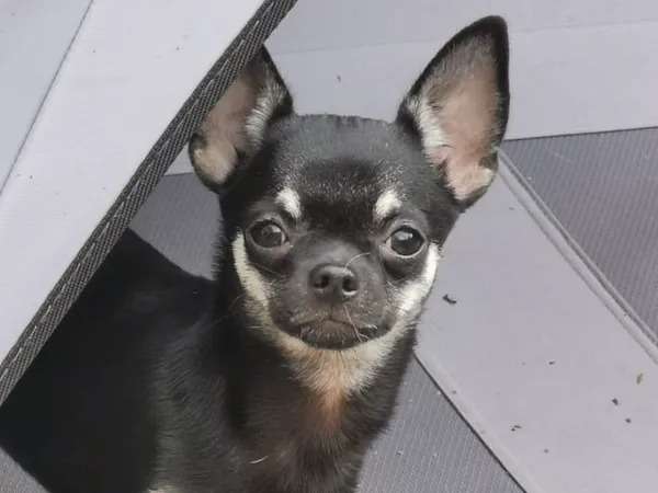 À vendre, chien Chihuahua noir et blanc âgé d’un an et demi (LOF)