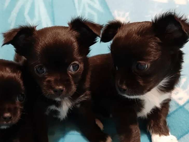 Trois chiots Chihuahua femelles à poils longs (LOF), à vendre