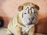 &Agrave; vendre, deux chiots Shar-Pe&iuml; femelles de couleur fauve (LOF)