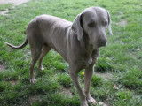 Chien Braque de Weimar, âgé de 5 ans (LOF), à vendre