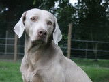 Chien Braque de Weimar, âgé de 5 ans (LOF), à vendre