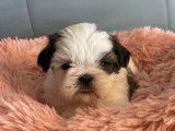 Chiots Shih Tzu LOF tricolores disponibles à la réservation