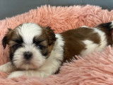 Chiots Shih Tzu LOF tricolores disponibles à la réservation