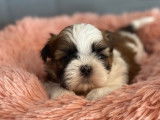 Chiots Shih Tzu LOF tricolores disponibles à la réservation