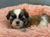 Chiots Shih Tzu LOF tricolores disponibles à la réservation