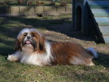 Chiots Shih Tzu LOF tricolores disponibles à la réservation