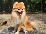 Chien Spitz Nain mâle orange LOF disponible pour saillie