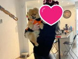 Chien Spitz Nain mâle orange LOF disponible pour saillie