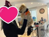 Chien Spitz Nain mâle orange LOF disponible pour saillie