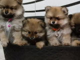Chien Spitz Nain mâle orange LOF disponible pour saillie