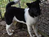 Chiot femelle Akita Américain noir et blanc LOF disponible à la vente