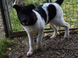 Chiot femelle Akita Américain noir et blanc LOF disponible à la vente