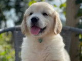 5 chiots Golden Retriever dorés LOF disponibles