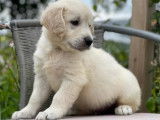 5 chiots Golden Retriever dorés LOF disponibles