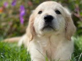 5 chiots Golden Retriever dorés LOF disponibles
