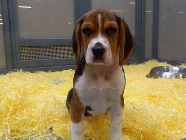 À vendre : un chiot femelle Beagle tricolore LOF