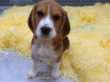 À vendre : un chiot femelle Beagle tricolore LOF