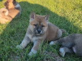 5 chiots Akita Américain LOF disponibles