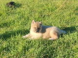 5 chiots Akita Américain LOF disponibles