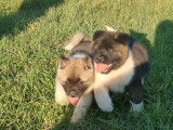 5 chiots Akita Américain LOF disponibles