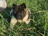 5 chiots Akita Américain LOF disponibles