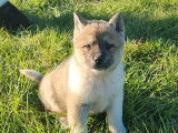 5 chiots Akita Américain LOF disponibles