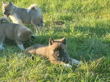 5 chiots Akita Américain LOF disponibles