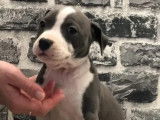 8 chiots American Staffordshire Terrier bleus LOF &agrave; vendre