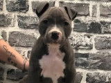 8 chiots American Staffordshire Terrier bleus LOF &agrave; vendre