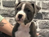 8 chiots American Staffordshire Terrier bleus LOF &agrave; vendre