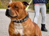 Mâle Staffordshire Bull Terrier adulte roux LOF pour saillie