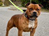 Mâle Staffordshire Bull Terrier adulte roux LOF pour saillie