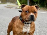 Mâle Staffordshire Bull Terrier adulte roux LOF pour saillie