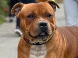 Mâle Staffordshire Bull Terrier adulte roux LOF pour saillie