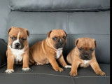 &Agrave; r&eacute;server, 3 chiots m&acirc;les Staffordshire Bull Terrier roux LOF