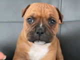&Agrave; r&eacute;server, 3 chiots m&acirc;les Staffordshire Bull Terrier roux LOF