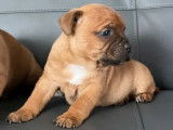 &Agrave; r&eacute;server, 3 chiots m&acirc;les Staffordshire Bull Terrier roux LOF