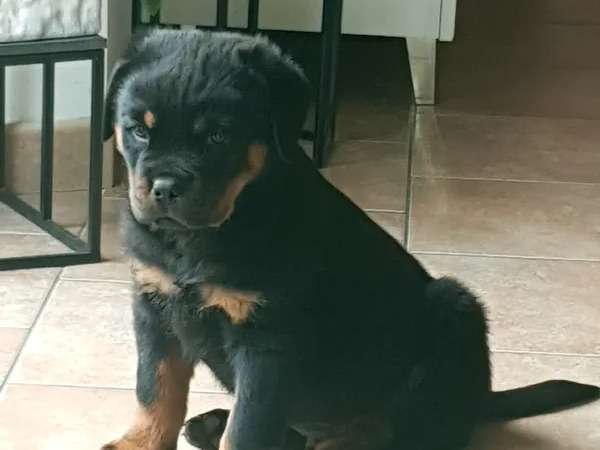 Chiot Rottweiler LOF à vendre, mâle noir et fauve