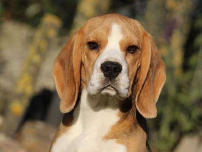 Chiot femelle Beagle tricolore LOF à vendre
