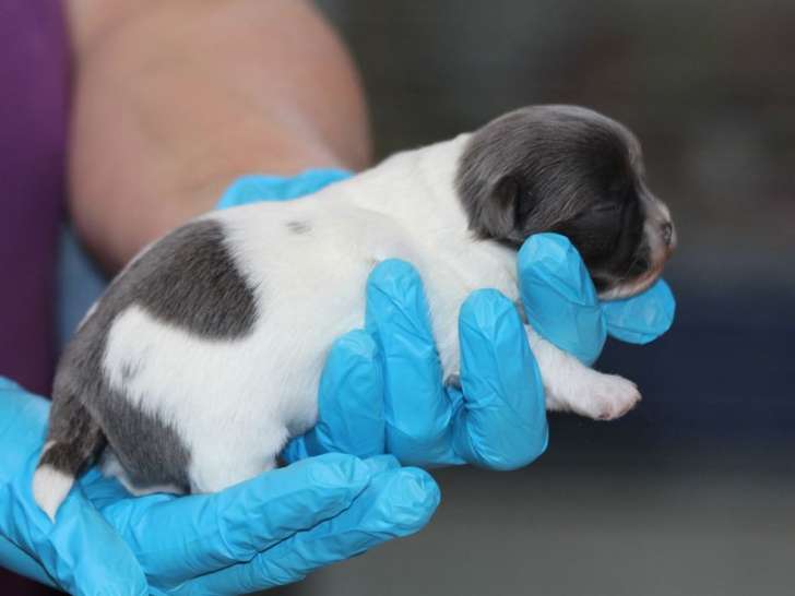 1 chiot mâle Chihuahua blanc et bleu né en novembre 2021 LOF à vendre